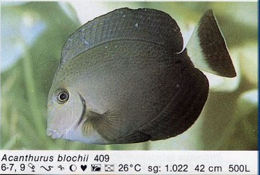 Acanthurus blochii